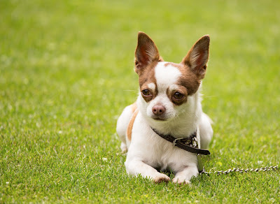 COLLARS AND LEASHES