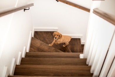 When Can Puppies Climb Stairs Safely