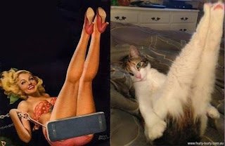 Las poses más extravagantes de gatos modelos