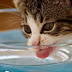 Γιατί οι γάτες φοβούνται το νερό;