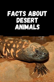 facts about desert animals