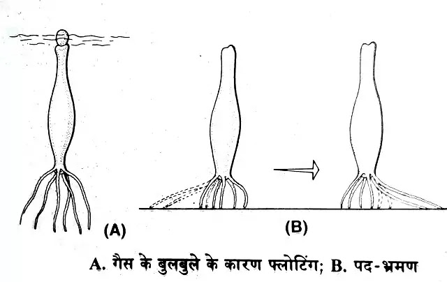 हाइड्रा में गमन, पोषण, पाचन, श्वसन, उत्सर्जन, संवेदनशीलता|hindi