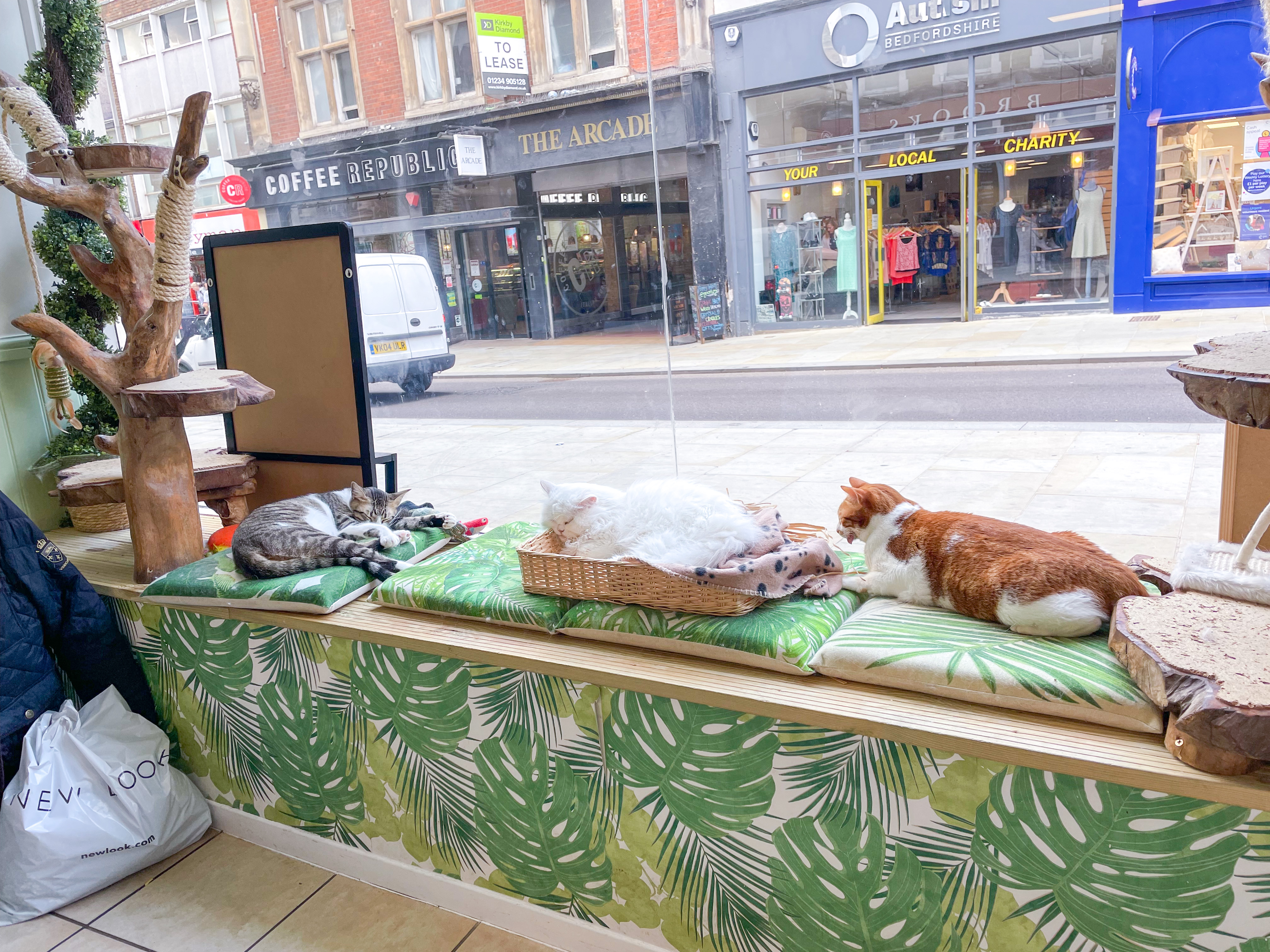 A Purrfect Way To Spend My Birthday: Afternoon Tea at Bedford Cat Cafe