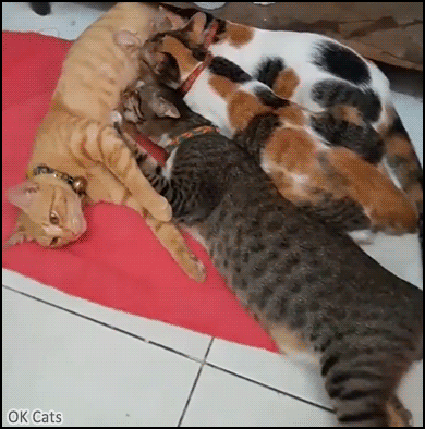 Amazing Cat GIF • Milk bar is open even when 3 kitties are bigger than Mama cat! [ok-cats-gifs.com]