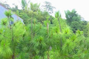 Peta Penanaman Pohon Pinus Telah Di Tetapkan  Pada Masa Jaro Jatna Saat Menjabat Sebagai Kepala Desa Gunung Karamat Sebelum Subaeta 