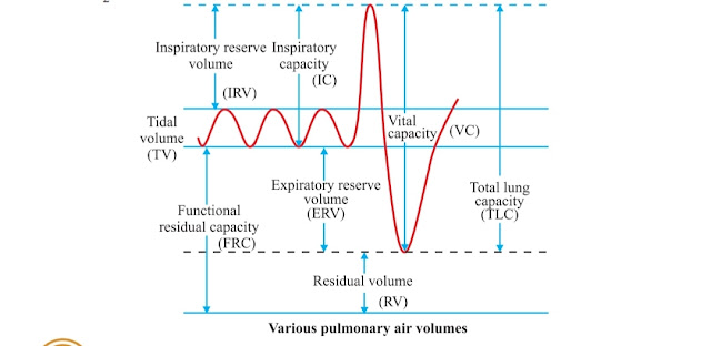 Class 11 Biology Ch 17 Breathing And Exchange of Gases Important Points to remebered 