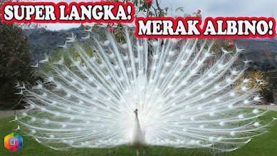 DERETAN HEWAN ALBINO CANTIK YANG JARANG KITA LIHAT
