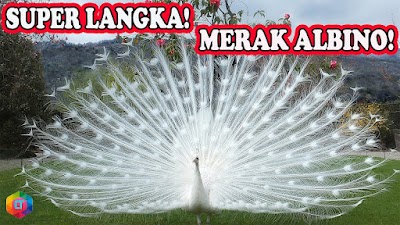 DERETAN HEWAN ALBINO CANTIK YANG JARANG KITA LIHAT