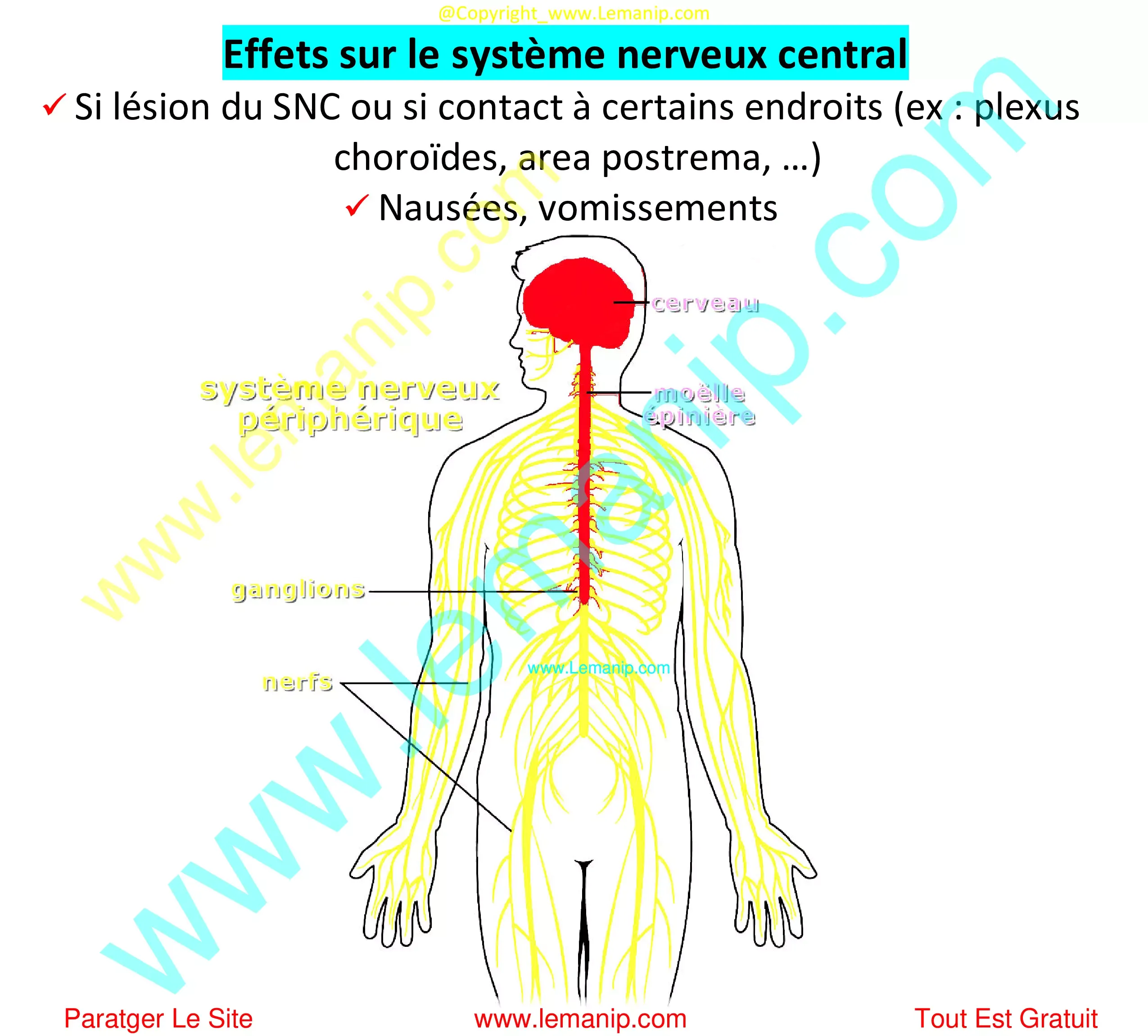 Effets sur le système nerveux central