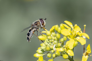 mosca-cernidora-scaeva-pyrastri-hembra
