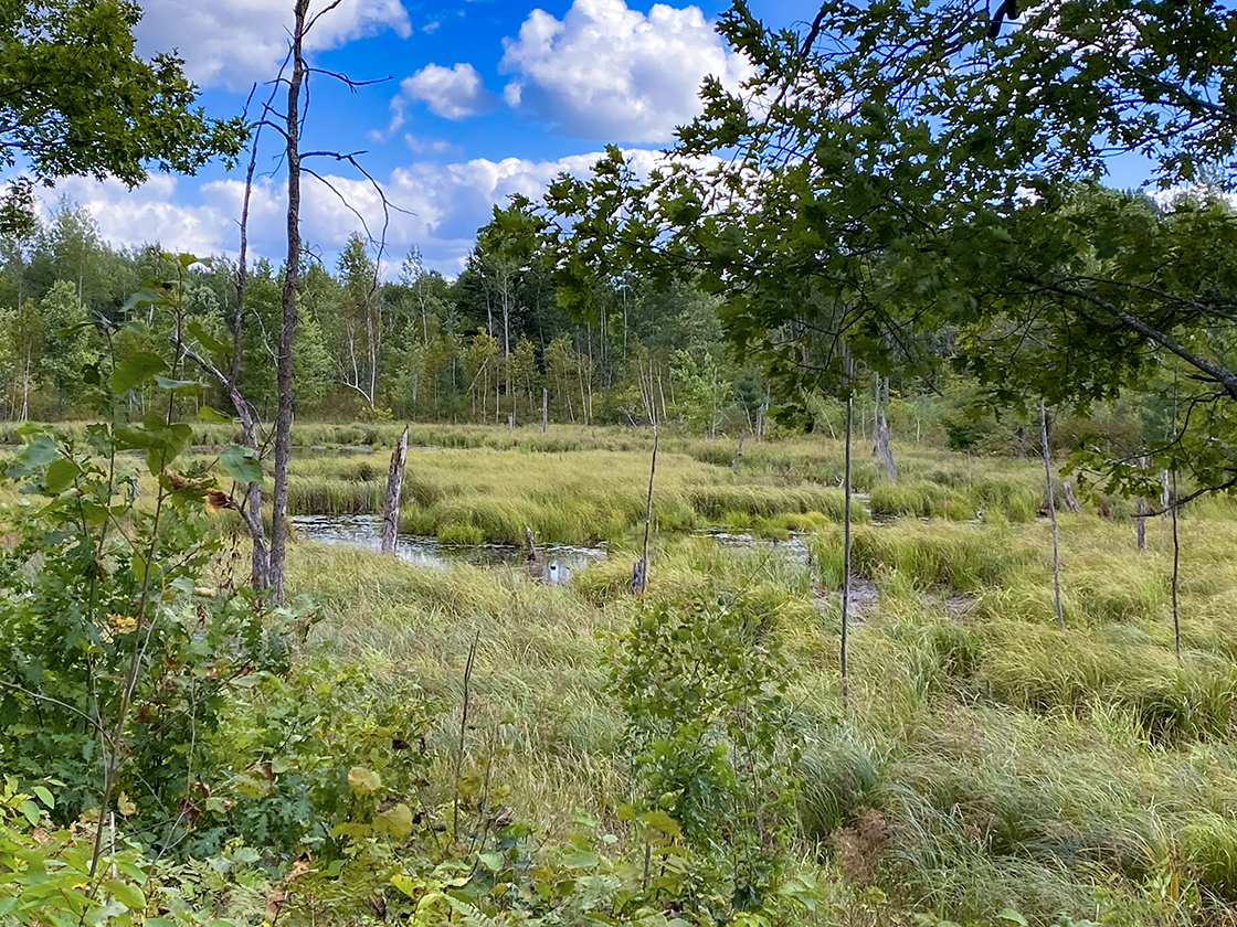 wetland beside trail