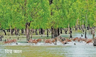 Sundarban