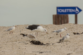 Wildlifefotografie Helgoland Düne