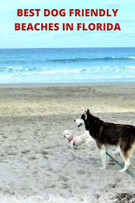 Dogs on the beach,  Dog friendly Juno Beach, Dog friendly Jupiter beach, dog beaches in Florida, Jupiter Beach Florida