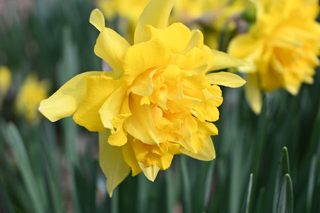 Narcis Rip van Winkle