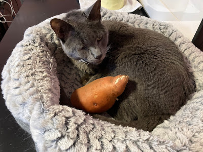 Grey cat in a cat bed with a sweet potato