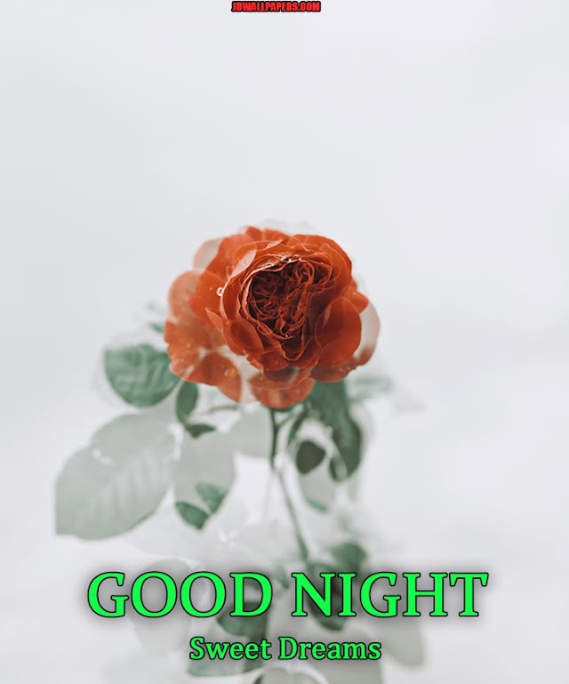 Good Night Rose Images | Good Night Images Rose Flowers Hd