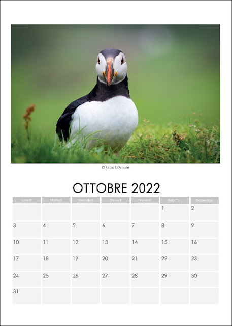 Ottobre-Calendario Puffin (Isole Faroe) 2022