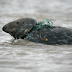 As the seal population grows, more are entangled in waste