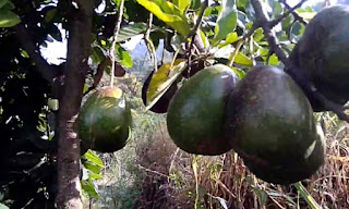 avocado tree with fruits image download