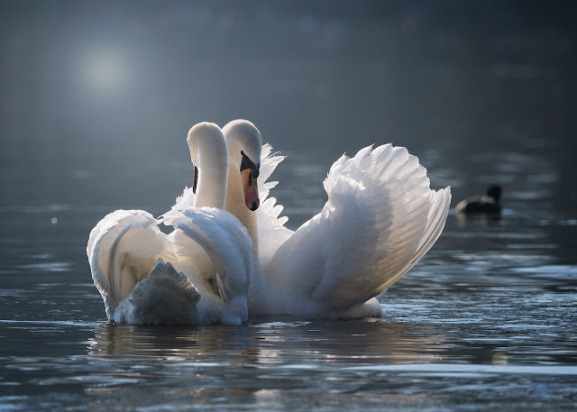 Kuğu (Cygnus), ördekgiller (Anatidae) familyasına ait çok iri ve genellikle beyaz su kuş türlerinin ortak adı. Erişkinleri siyah uçları olan turuncu gagaları ve siyah yüz çıkıntıları haricinde tümüyle beyazdır. Ergeni başlangıçta mat gri-kahverengidir, daha sonra gri gagası ve siyah yüz izi ile yamalı hale gelir. Boynunu "S" biçimine sokarak ya da gagasını aşağı doğru eğip boynunu dik tutarak yüzer; kuyruğu sivri uçlu ve çoğu kez yukarı doğru kalkıktır. Başını ileriye doğru iyice uzatarak uçar ve uçarken hafif kavisli tuttuğu kanatlarından derin, müzikal ve ritmik bir ses yükselir. Erkek ve dişisi aynı görünümdedir.