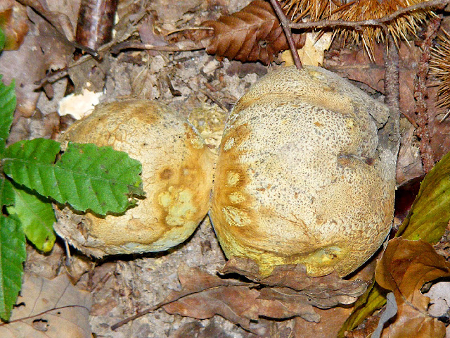 Common Earthball Scleroderma citrinum, Indre et Loire, France. Photo by Loire Valley Time Travel.