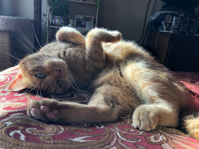 Orange cat on her back lounging