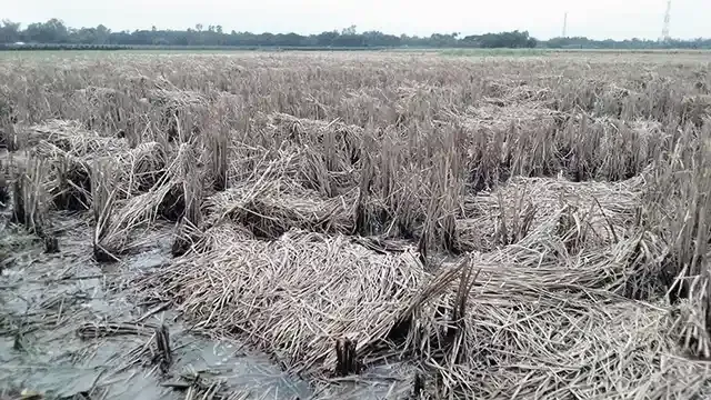 তিনদিনের টানাবৃষ্টিতে পানিতে ভাসছে কৃষকের কাটা ধান