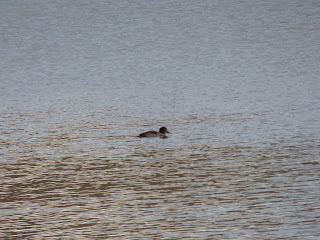 Tufted Duck