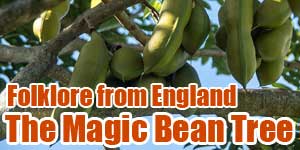 The Magic Bean Tree