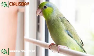 Breeding Guide: Proper Information And Advice For Breeding Parrots