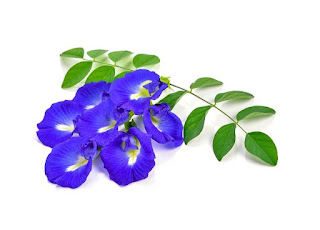 Butterfly Pea