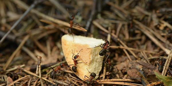 How do ants find food for their colony?