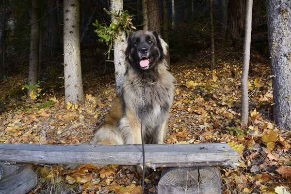 leonberger viksåsen