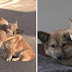 Comforting each other: The Heartwarming Story of a Dog and a Cat Abandoned Together