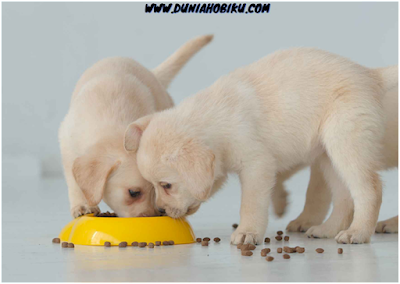 anak anjing belajar makan dog food