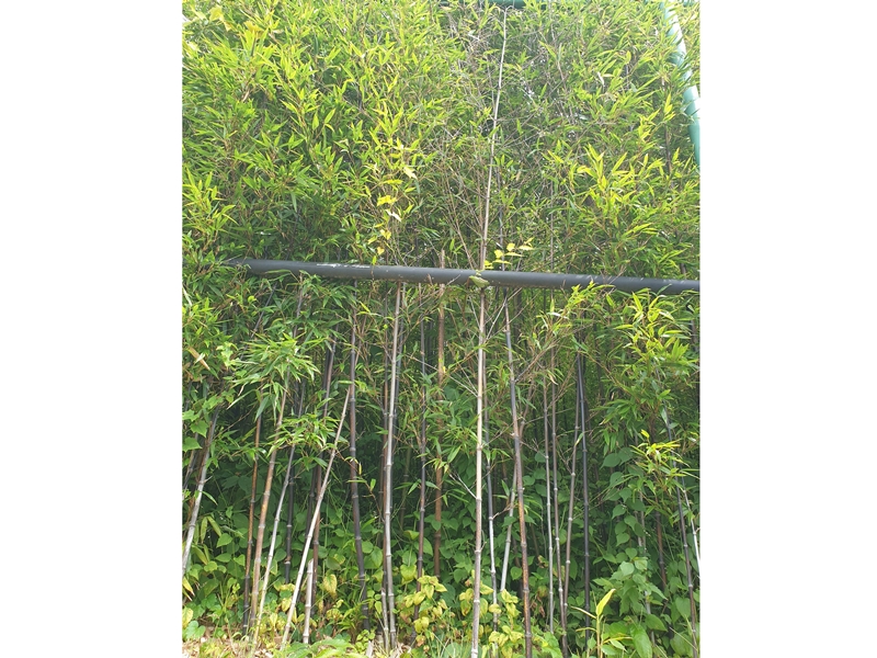 10m이상-자라는-오죽