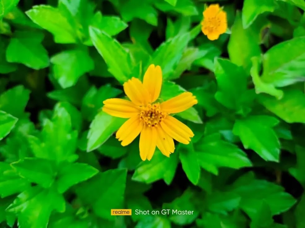 realme GT Master Edition Camera Sample - Flower, Normal