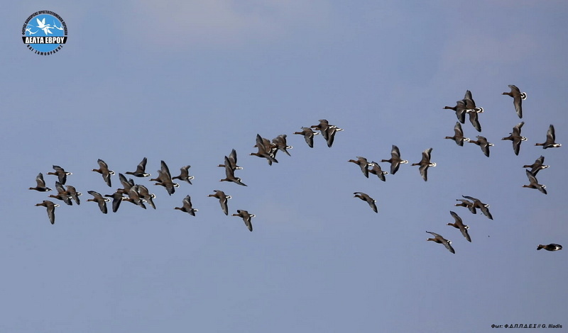 Στο Δέλτα Έβρου καταγράφηκαν πάνω από 115.000 πουλιά με νέο ρεκόρ νανόκυκνων