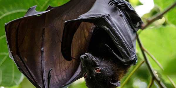 How do bats catch insects in mid-air?