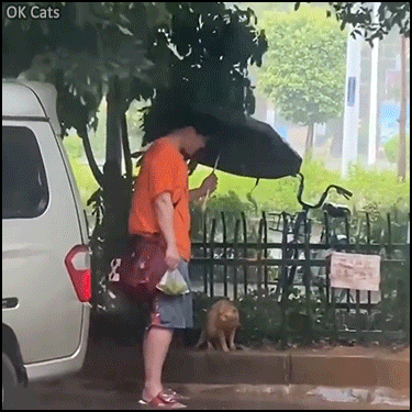 Cute Cat GIF • Good samaritan gives his umbrella to protect a feral cat from storm