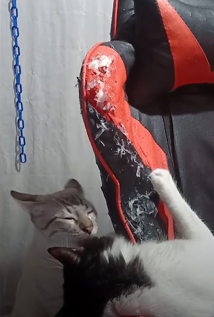 Lies! Mischievous pet cats destroy owner's brand-new gaming chair