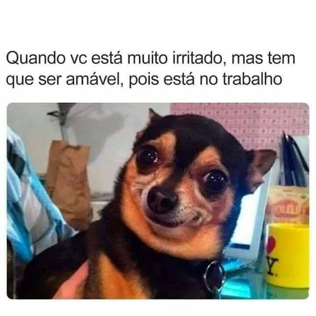 64 memes de cachorro para você ter na manga