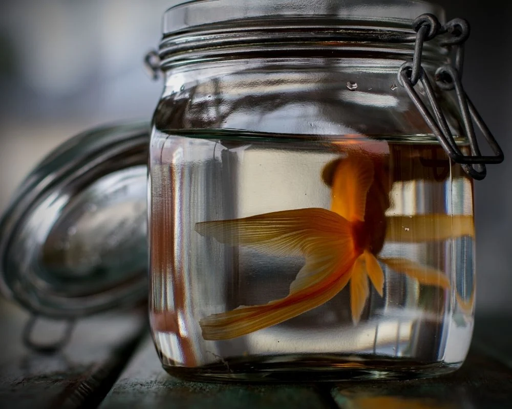 goldfish-in-small-space