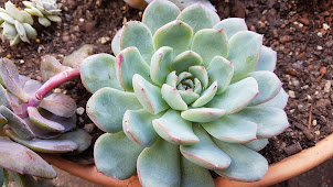 Echeveria