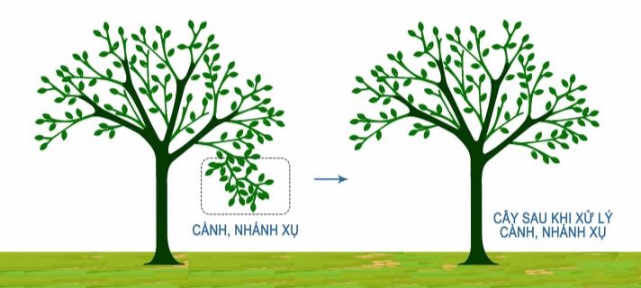 cắt tỉa nhánh xụ cây xanh