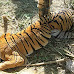गडचिरोली | आलापल्लीच्या जंगलात वाघाचा मृत्यू | Deadly Tiger found in Alapally forest | Batmi Express