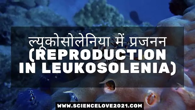 ल्यूकोसोलेनिया में प्रजनन (Reproduction in Leukosolenia)|hindi