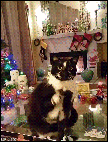 Christmas Cat GIF • Funny ‘Goalkitty’ stretching again and again in a funny way even during Xmas holidays