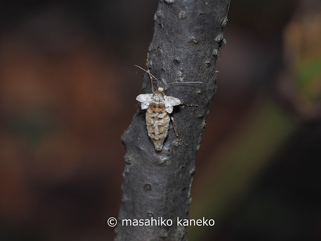 クロスジフユエダシャク♀